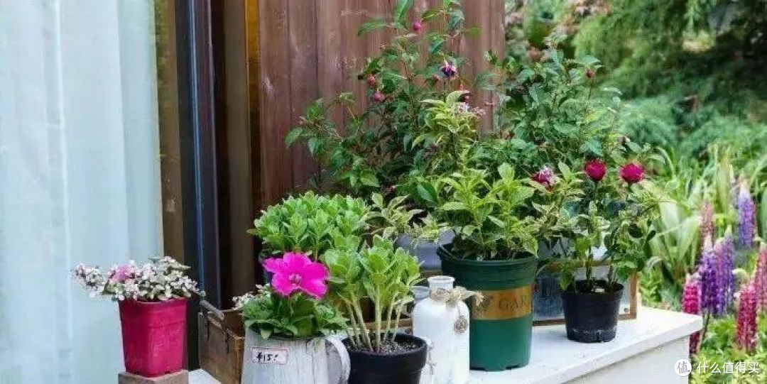 “花旺人不旺”,家里有这3种花,赶紧扔掉,很多人还不当回事儿