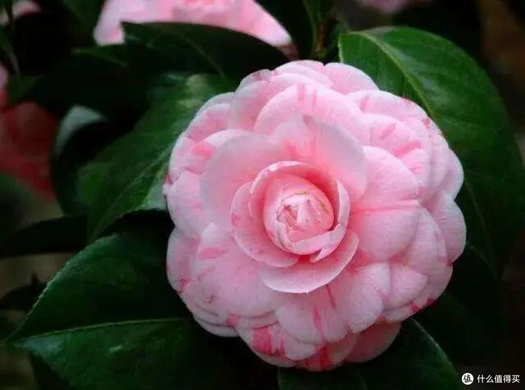 “花旺人不旺”,家里有这3种花,赶紧扔掉,很多人还不当回事儿