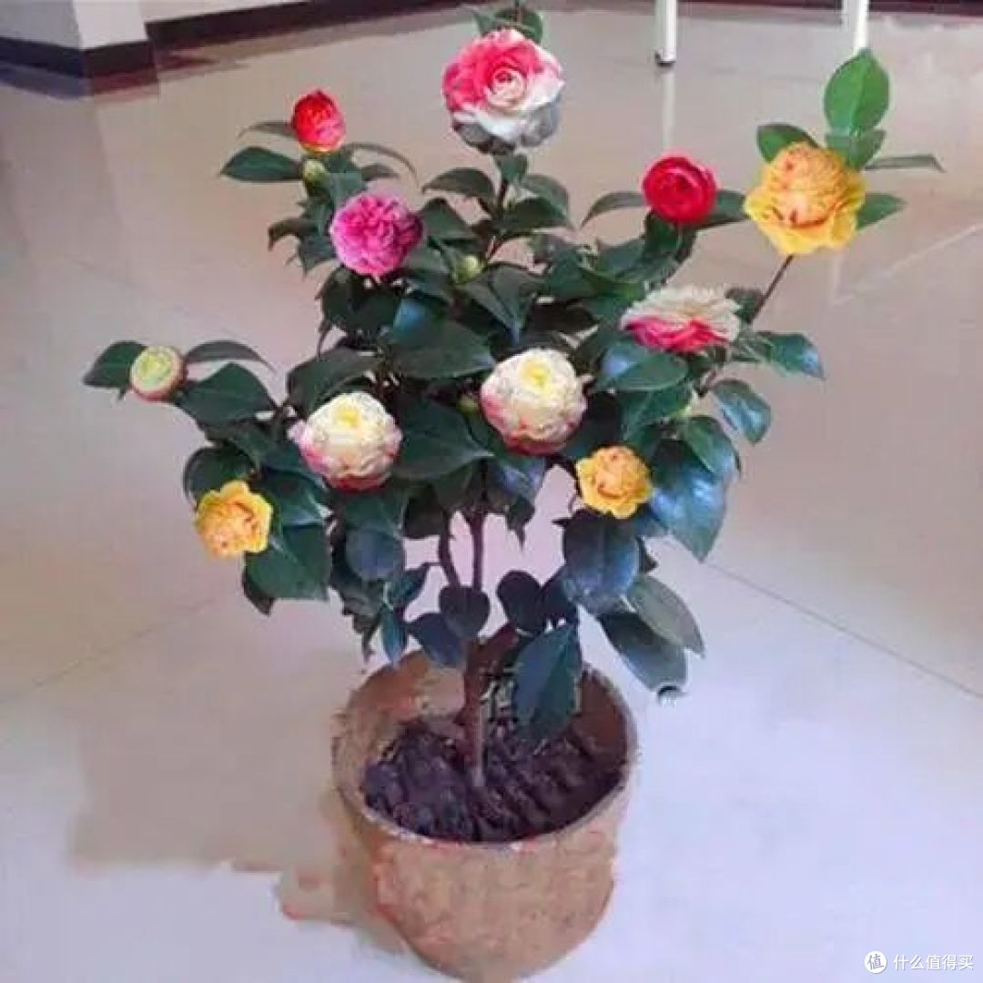 “花旺人不旺”,家里有这3种花,赶紧扔掉,很多人还不当回事儿