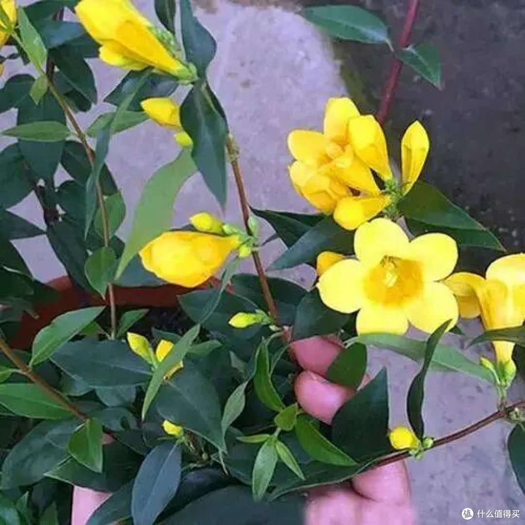 “花旺人不旺”,家里有这3种花,赶紧扔掉,很多人还不当回事儿