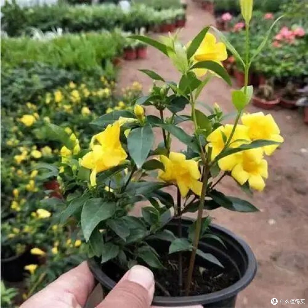 “花旺人不旺”,家里有这3种花,赶紧扔掉,很多人还不当回事儿