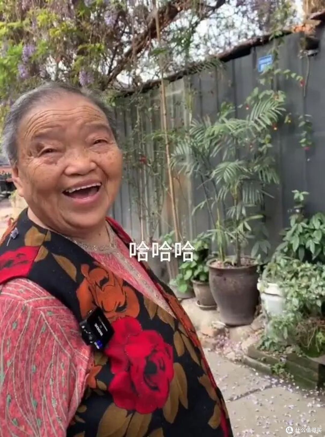成都一88岁婆婆,因 “10年养出紫藤萝瀑布”走红,网友:美哭了