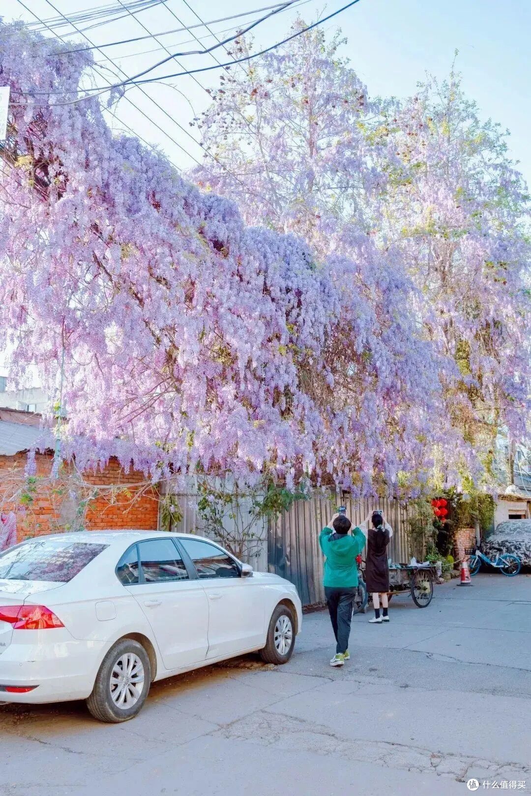 成都一88岁婆婆,因 “10年养出紫藤萝瀑布”走红,网友:美哭了