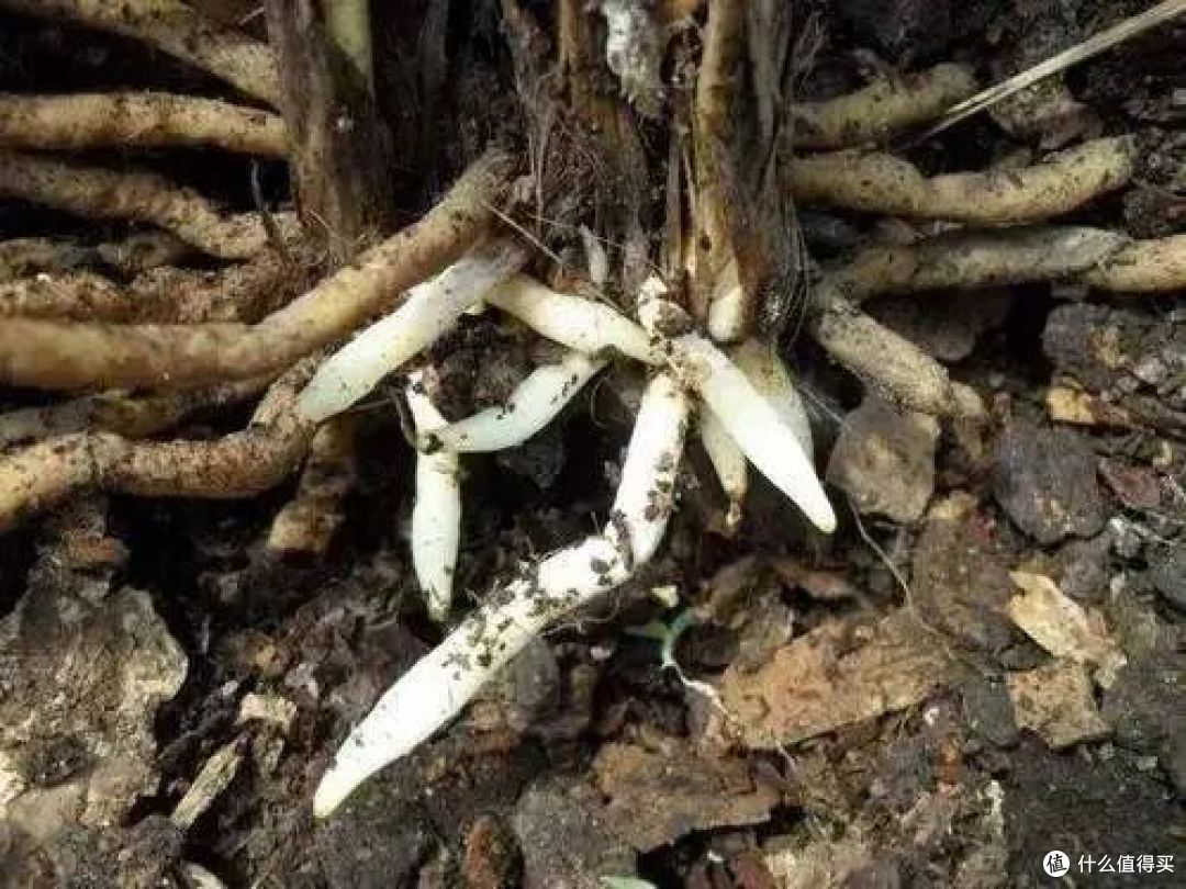 这4个养花“禁忌”,很多人不知道,难怪养不好,看看你中了几个