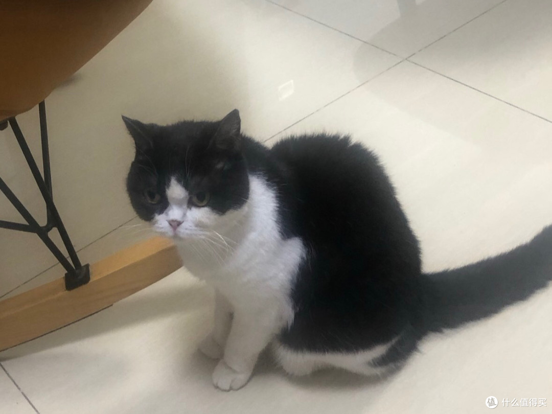 素力高金装金素鸡猫粮实测:高蛋白真长肉还是智商税?