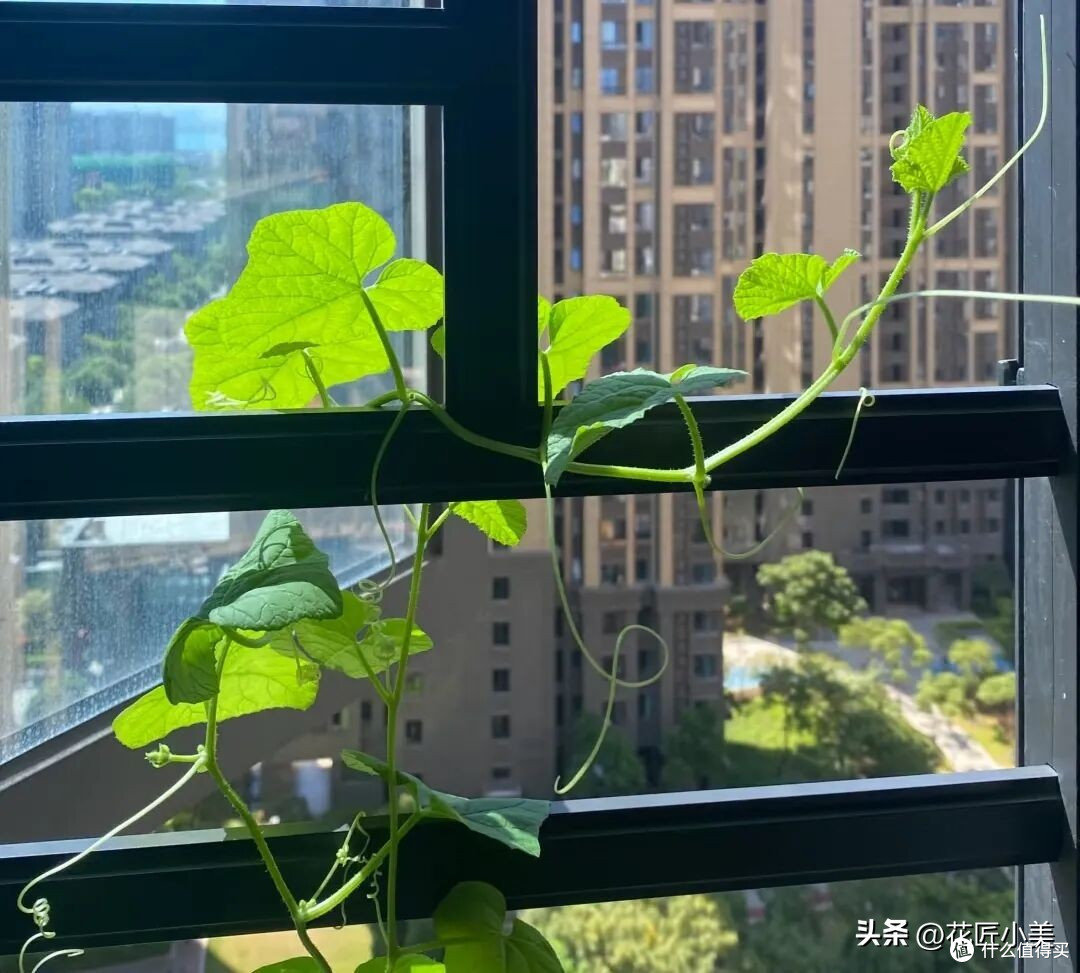 女子在阳台上种瓜,拿不进来,网友搞笑支招:脸贴上去直接啃