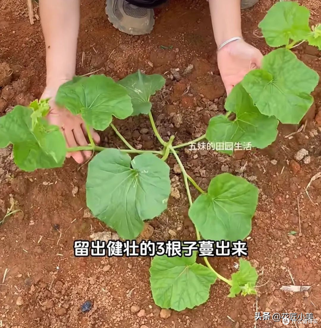 女子在阳台上种瓜,拿不进来,网友搞笑支招:脸贴上去直接啃