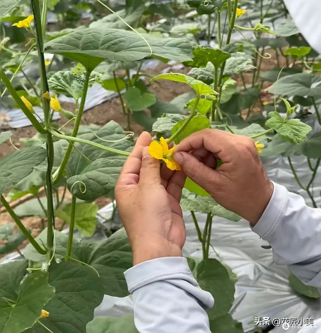 女子在阳台上种瓜,拿不进来,网友搞笑支招:脸贴上去直接啃