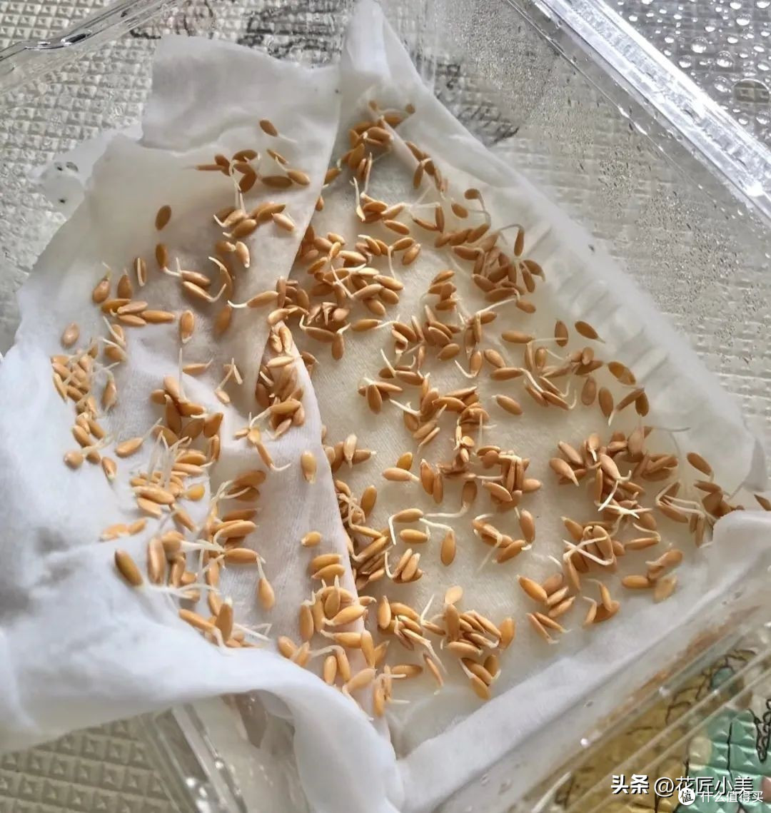 女子在阳台上种瓜,拿不进来,网友搞笑支招:脸贴上去直接啃