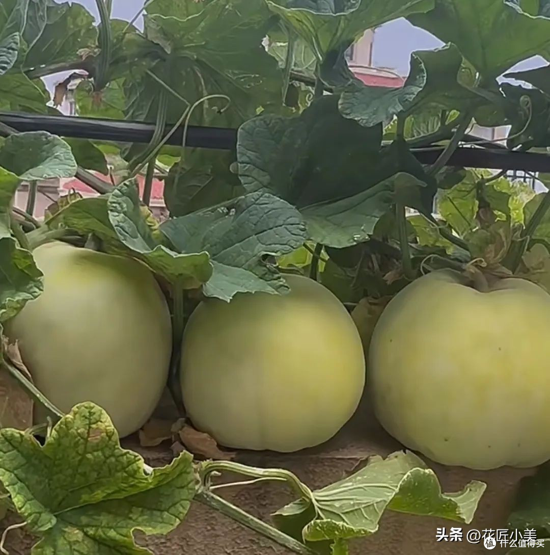 女子在阳台上种瓜,拿不进来,网友搞笑支招:脸贴上去直接啃