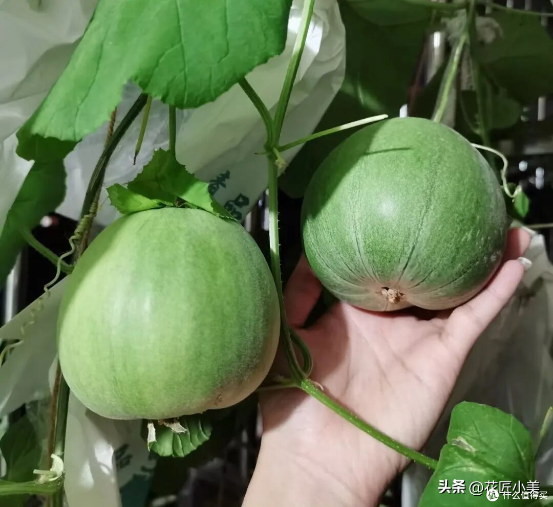 女子在阳台上种瓜,拿不进来,网友搞笑支招:脸贴上去直接啃