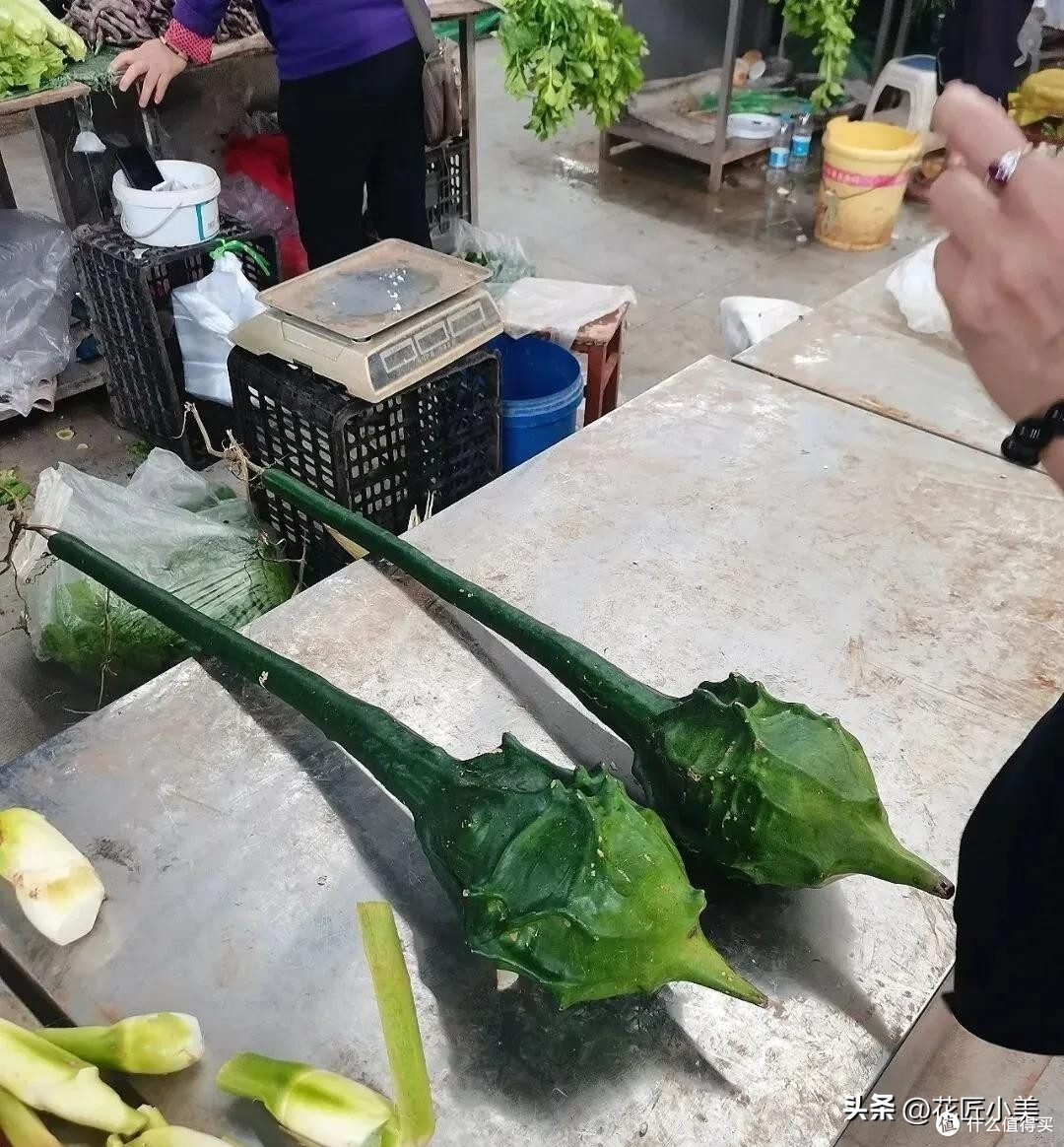 女子几个月没回家,邻居家的植物长过来结了瓜,像某个妖怪的武器