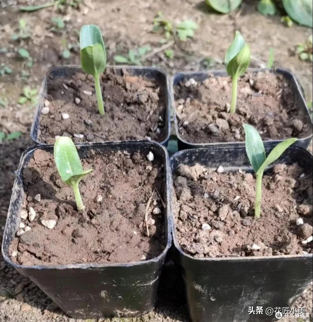 女子几个月没回家,邻居家的植物长过来结了瓜,像某个妖怪的武器