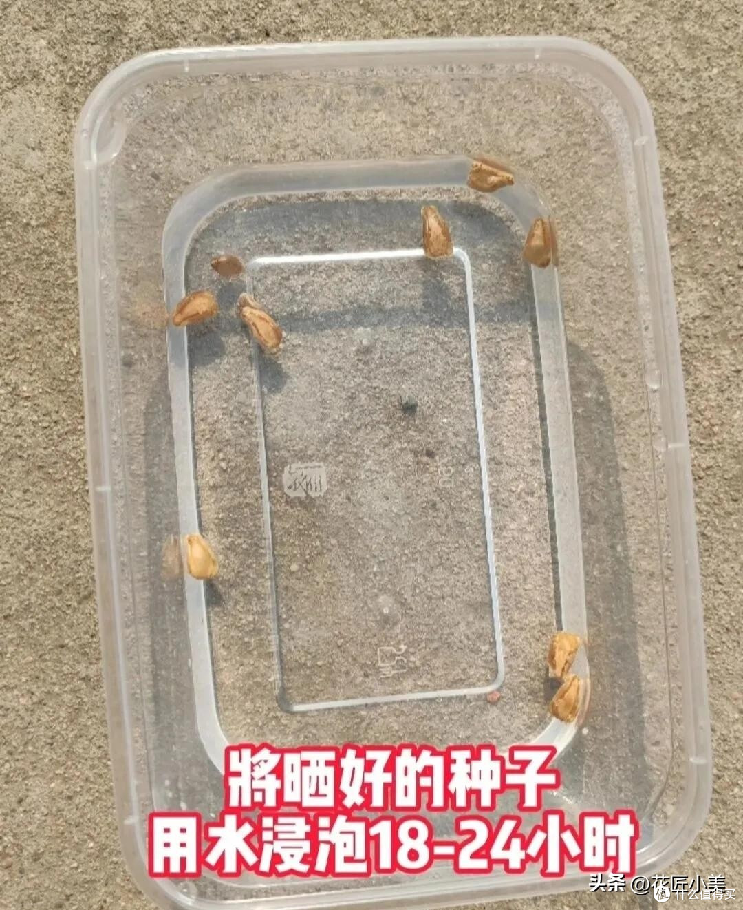 女子几个月没回家,邻居家的植物长过来结了瓜,像某个妖怪的武器