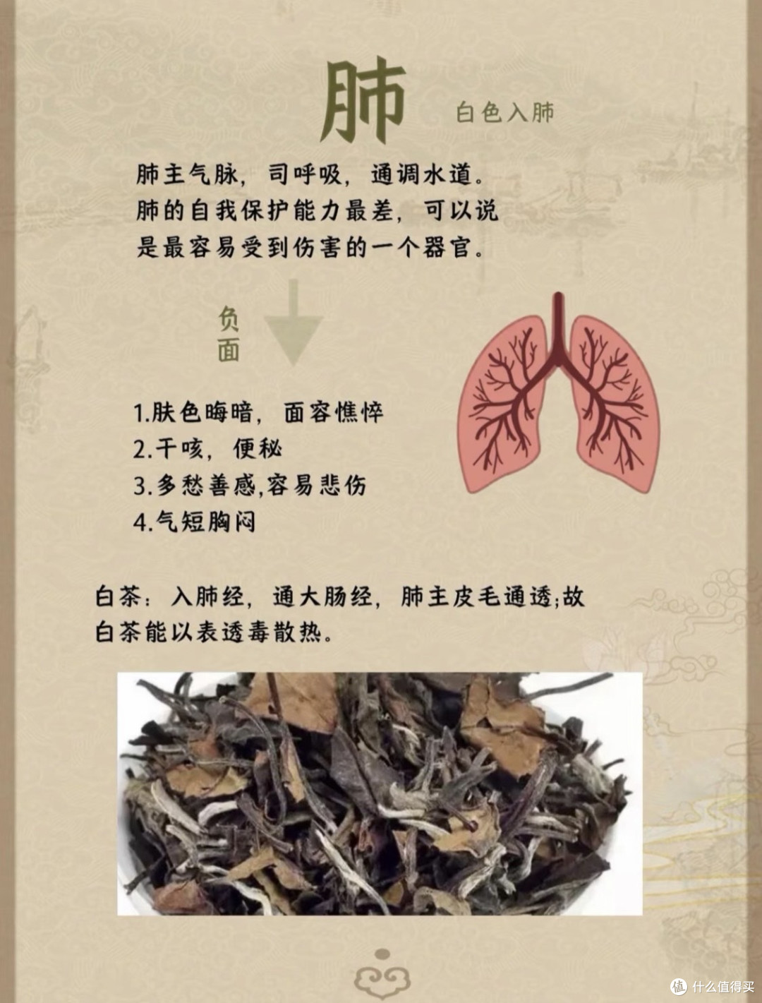 茶与五脏六腑—你知道茶和五脏的关系吗❓❗️
