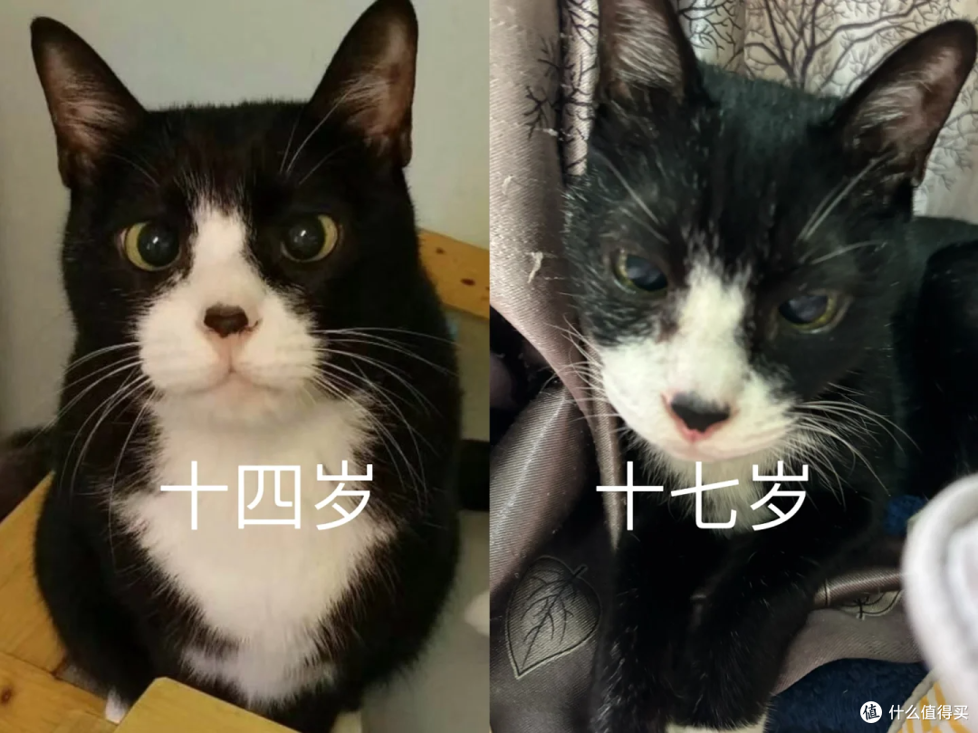 3000万只毛孩子正步入老年:一场关于爱与陪伴的“养老革命”