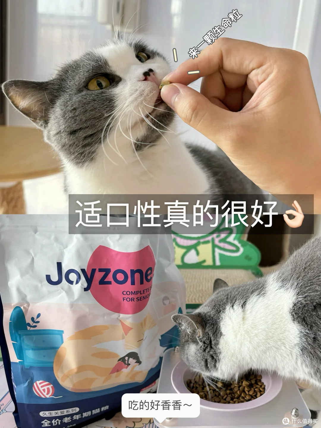 3000万只毛孩子正步入老年:一场关于爱与陪伴的“养老革命”