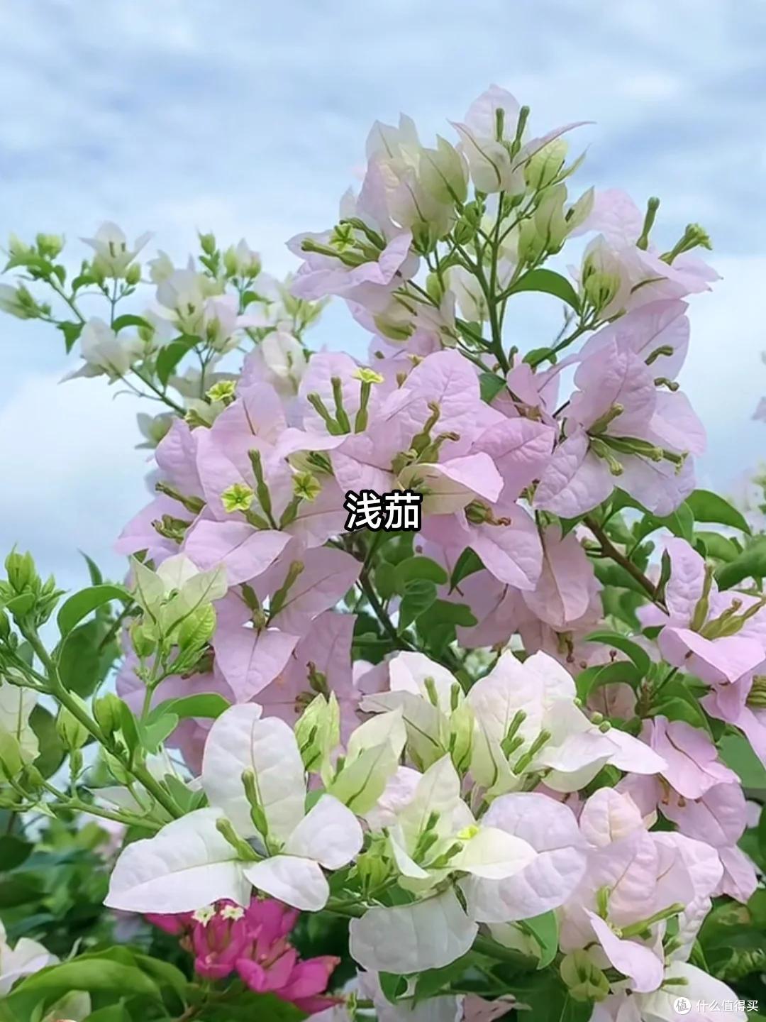 养三角梅20年,总结了7种“懒花品种”,可能养一年也不见一朵花