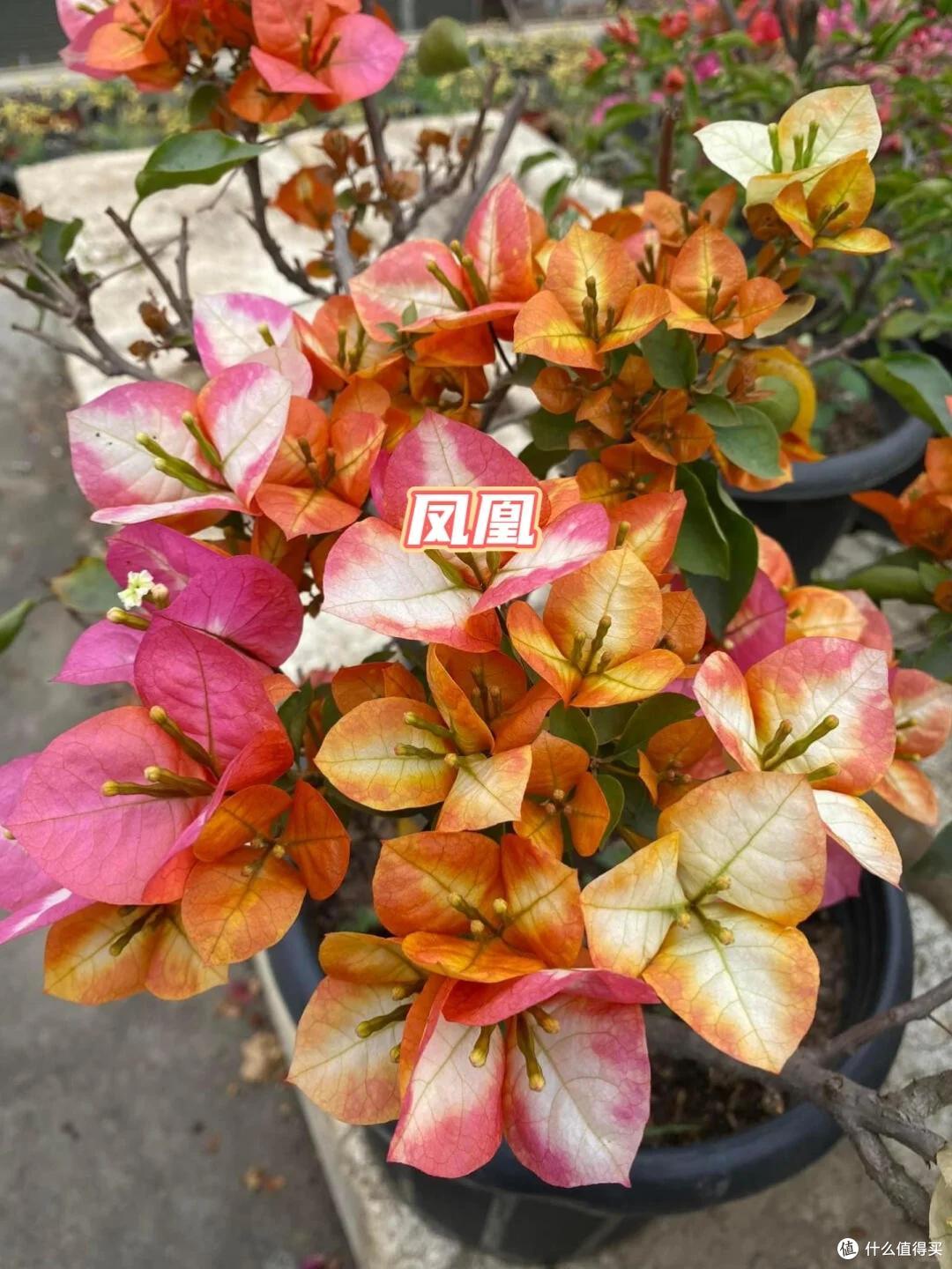 养三角梅20年,总结了7种“懒花品种”,可能养一年也不见一朵花