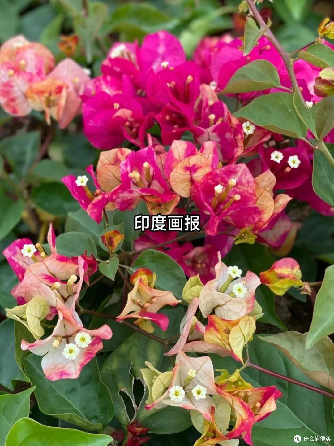 养三角梅20年,总结了7种“懒花品种”,可能养一年也不见一朵花