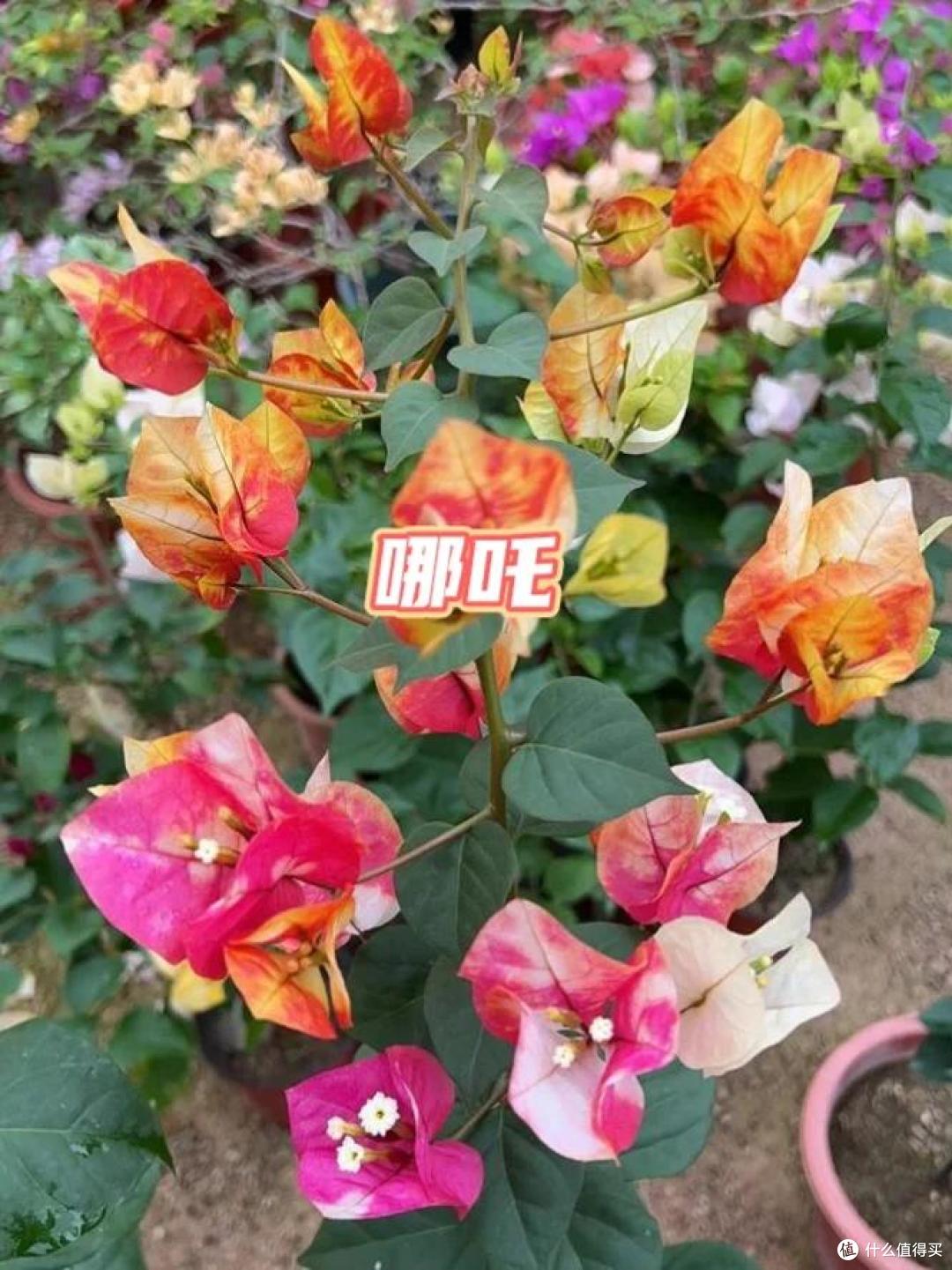 养三角梅20年,总结了7种“懒花品种”,可能养一年也不见一朵花