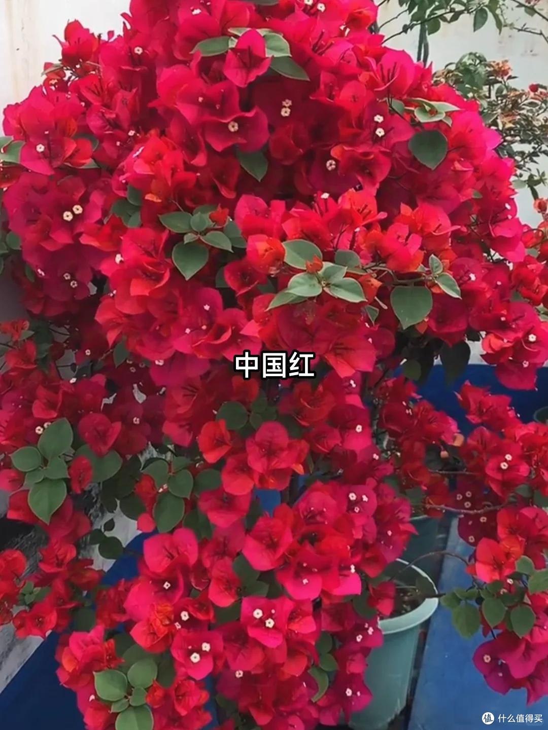 养三角梅20年,总结了7种“懒花品种”,可能养一年也不见一朵花