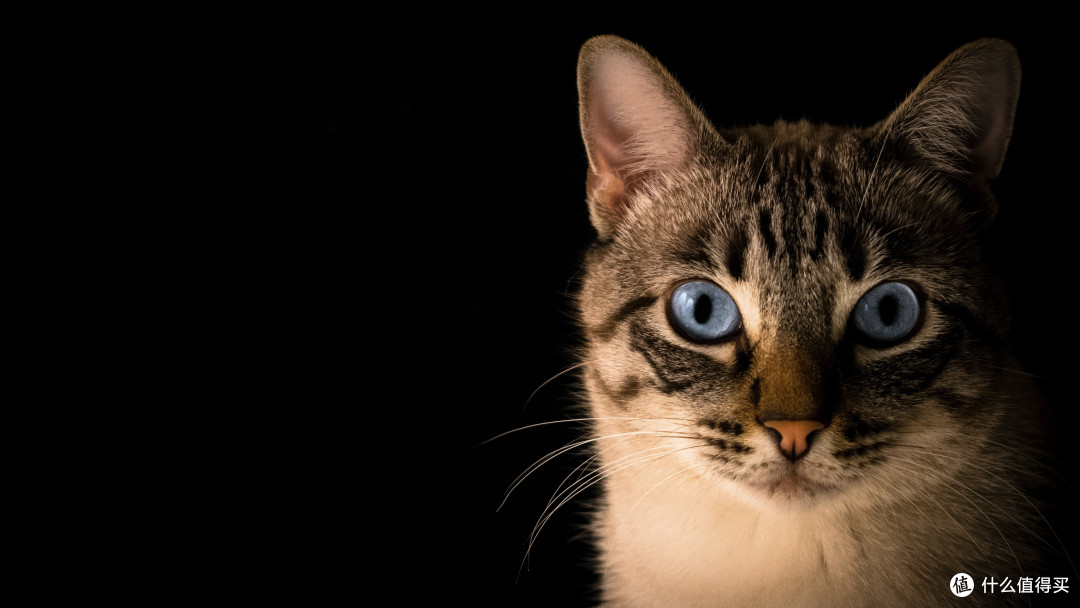 实测推荐:国产猫粮哪种比较好?2025最全的安全猫粮清单