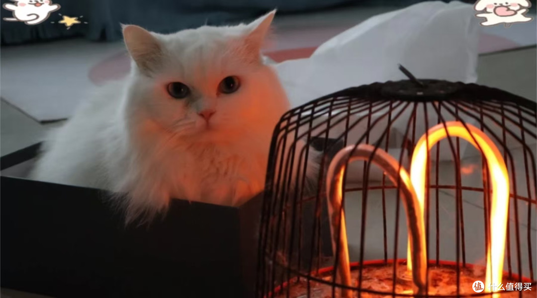 如何选猫粮?哪款猫粮比较好适口性高?口碑最好的十款平价猫粮