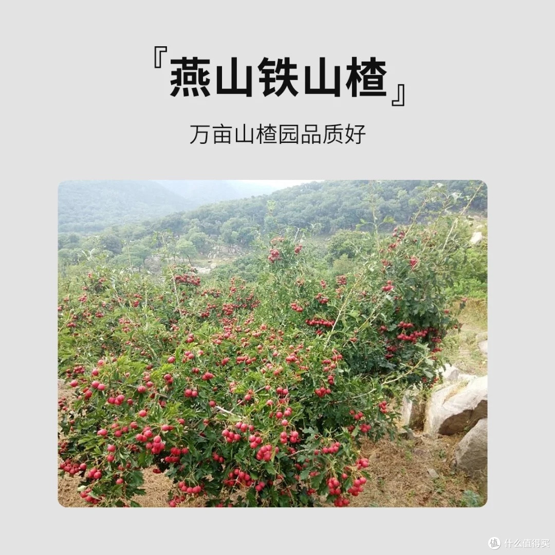 燕之坊酵素山楂块双十一省钱攻略