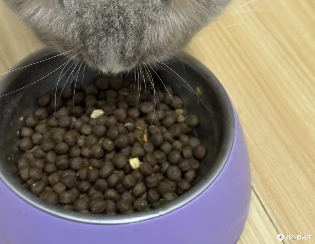 猫主子对新猫粮表现出极大兴趣