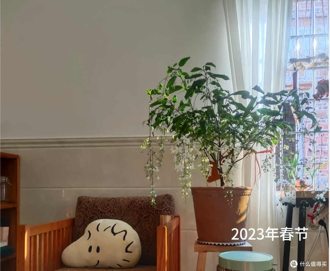 被邻居家的“垂丝茉莉”美哭了,讨来了“开花秘籍”,咱也学一学