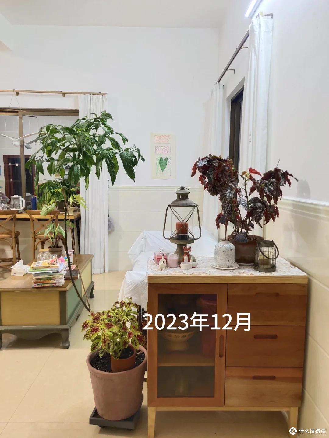 被邻居家的“垂丝茉莉”美哭了,讨来了“开花秘籍”,咱也学一学