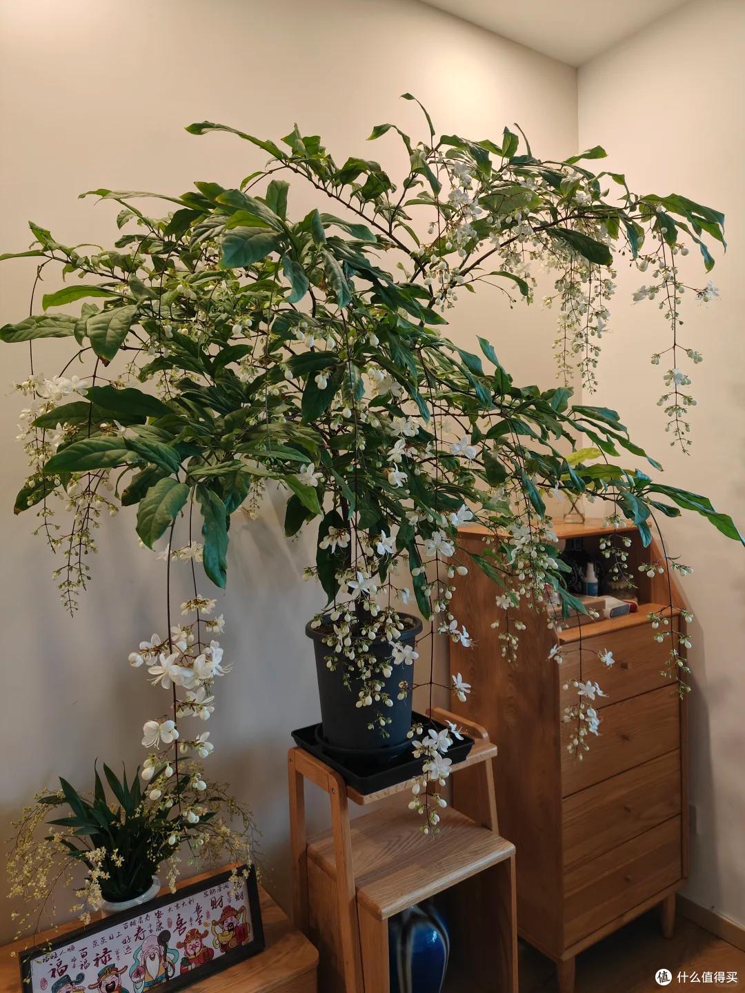 被邻居家的“垂丝茉莉”美哭了,讨来了“开花秘籍”,咱也学一学