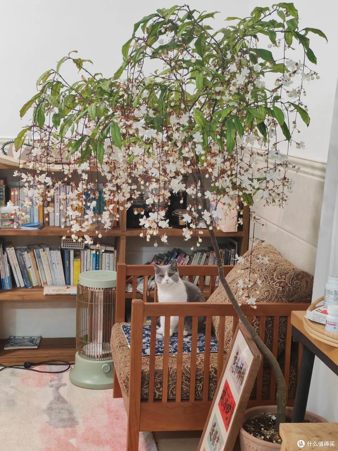 被邻居家的“垂丝茉莉”美哭了,讨来了“开花秘籍”,咱也学一学