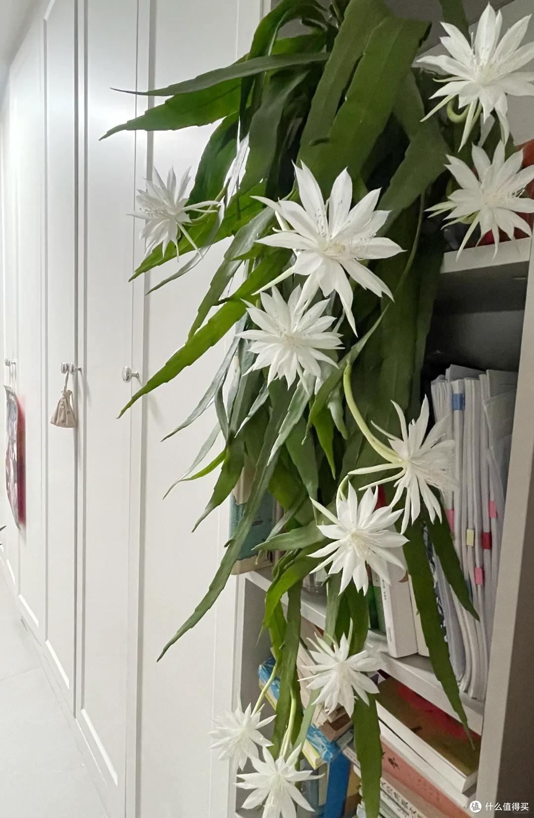 新西兰一老伯,养了3年昙花开花了,仙气飘飘,网友:求开花秘籍