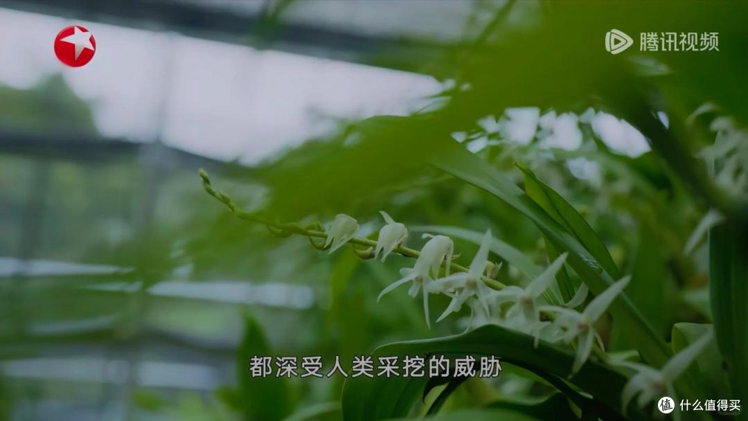 胡歌劝退朋友养兰花:“这3点都不知道,还是别养了吧”,好真实