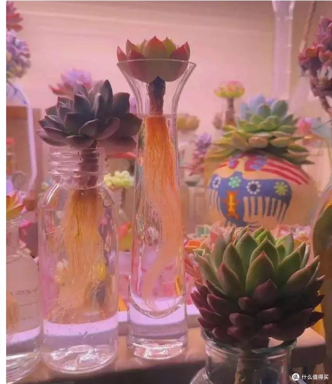 男友把多肉“丢水里”，养成“六亲不认”样，女子惊呼成精了？