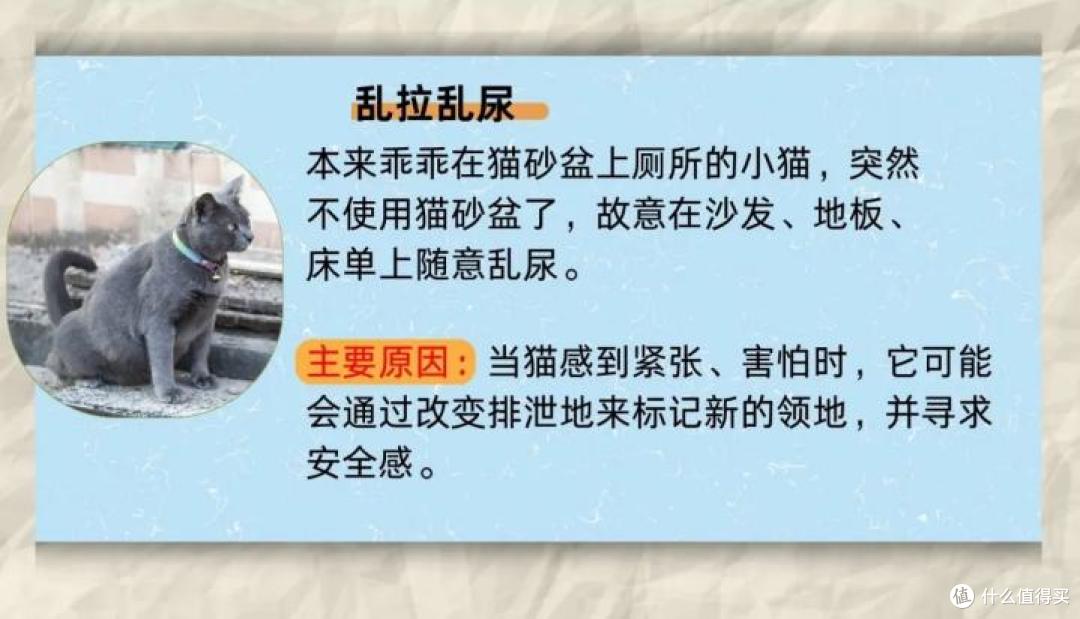 猫咪有这4种行为,暗示它并“不开心”!
