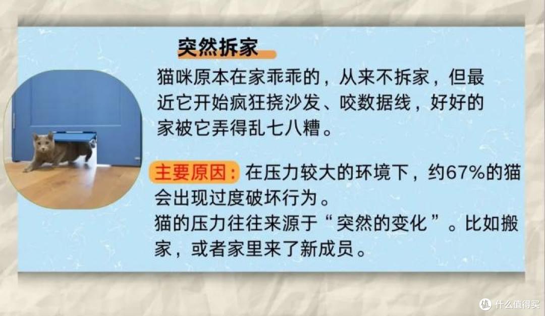 猫咪有这4种行为,暗示它并“不开心”!