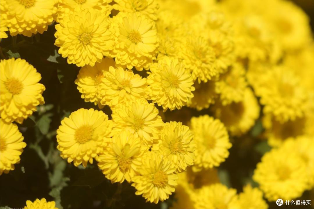 重阳节,记住:4事不做,2物不吃,家人福寿安康