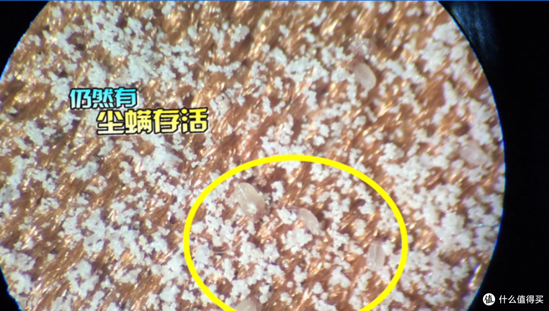 卧室如何除螨？揭秘几种常见除螨方式，学会了轻松告别螨虫！