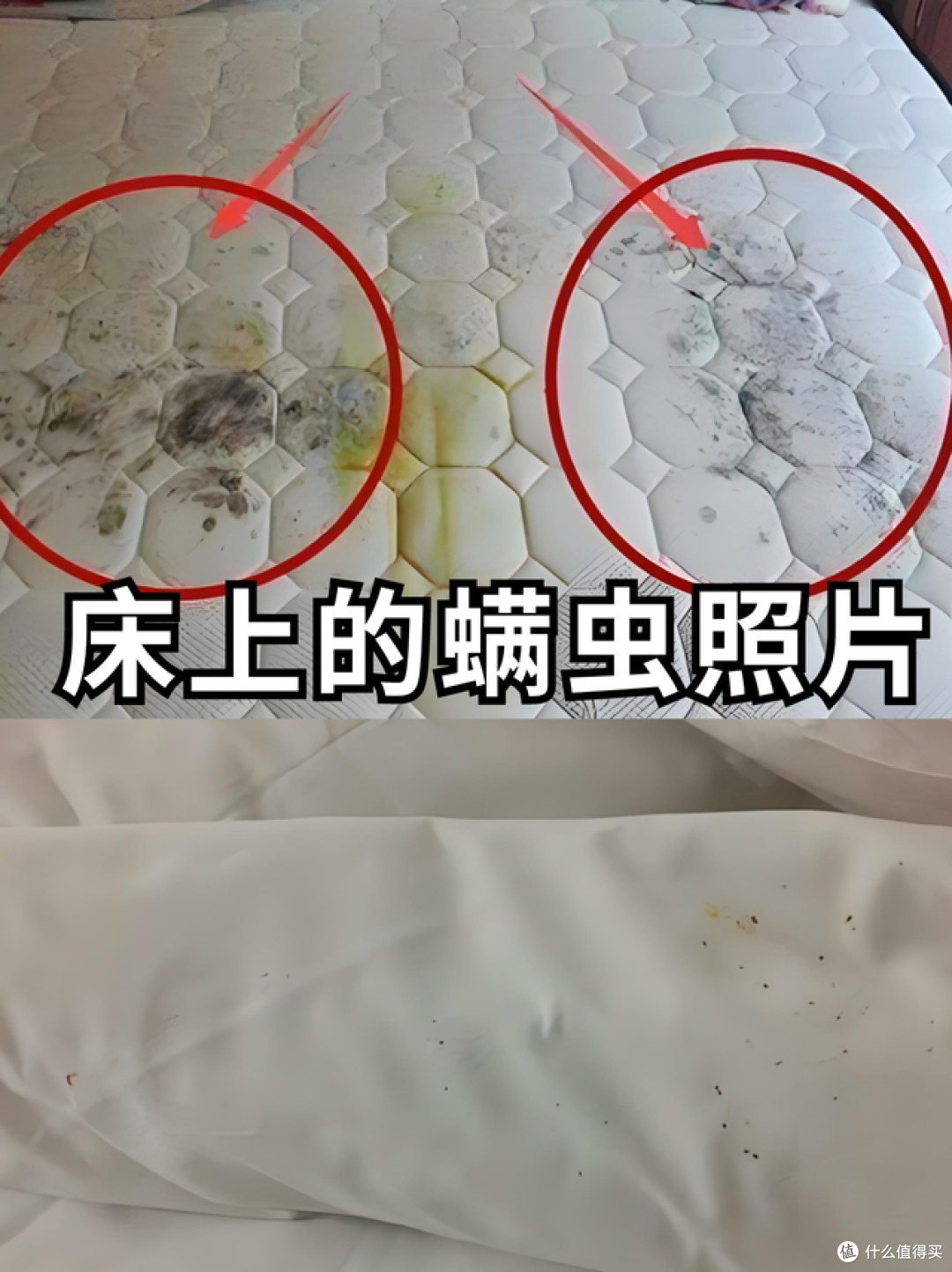 卧室如何除螨？揭秘几种常见除螨方式，学会了轻松告别螨虫！