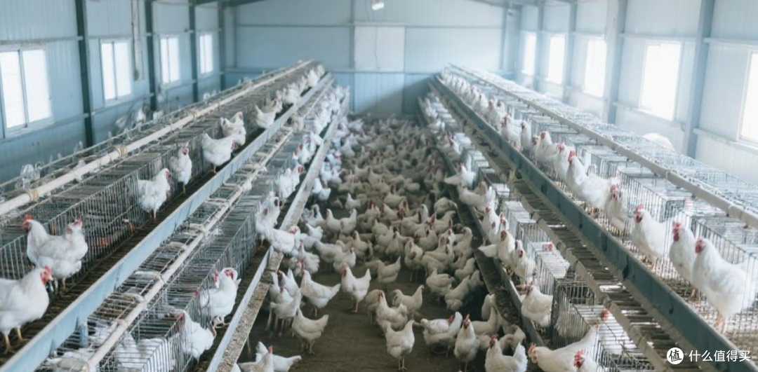 13块的沙县鸡腿饭,真的能减肥吗?