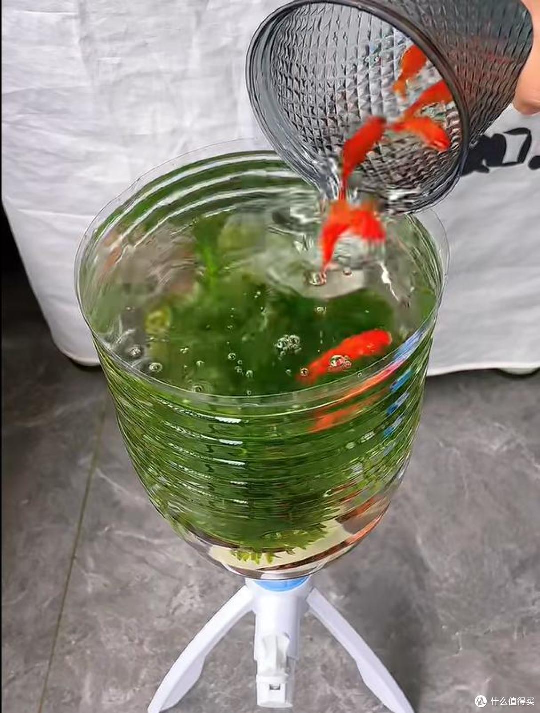 河南一小伙,因“自制生态鱼缸”火了,一键换水排污,太快乐了
