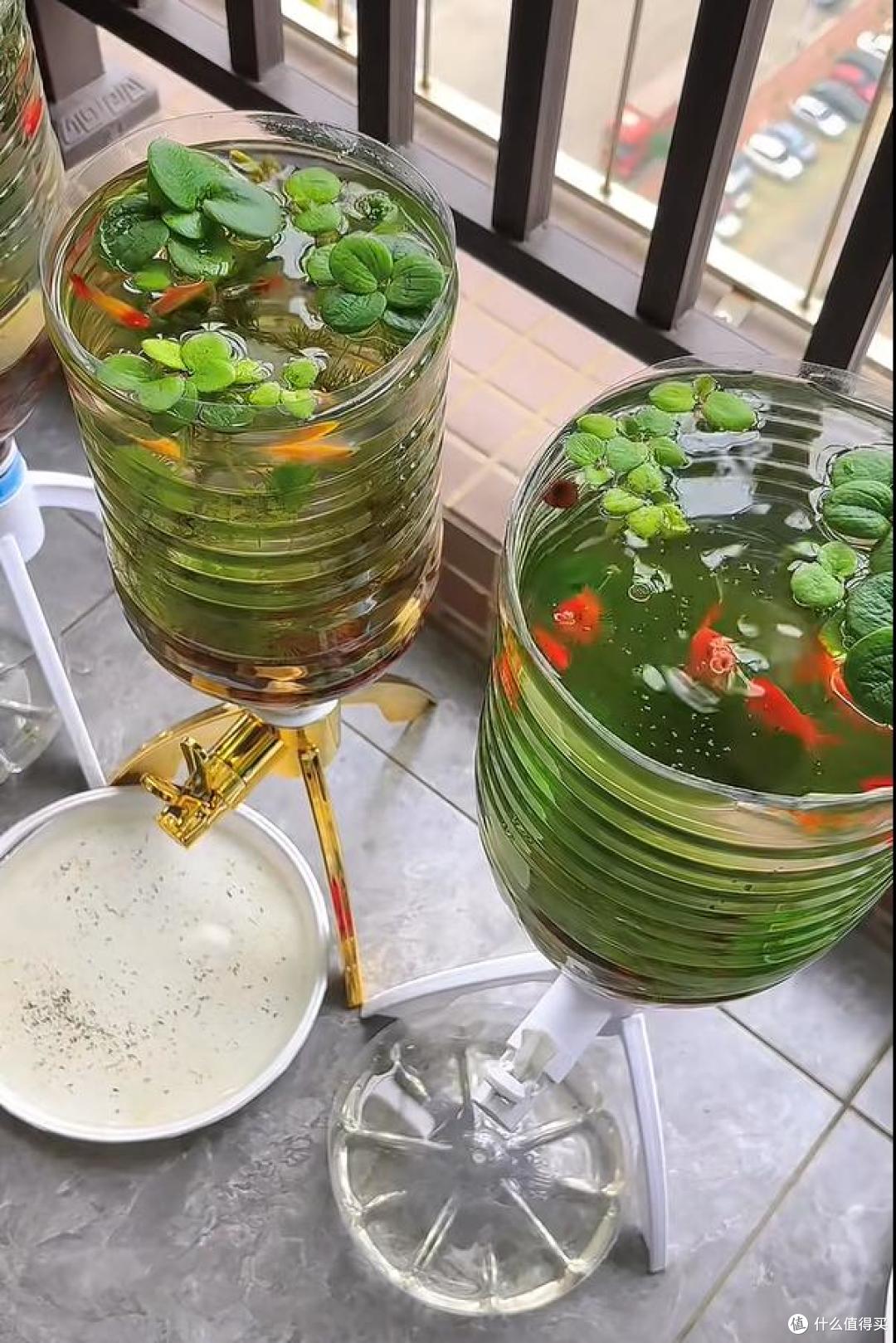 河南一小伙,因“自制生态鱼缸”火了,一键换水排污,太快乐了