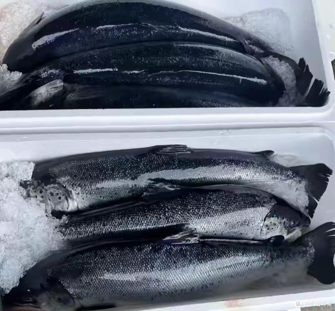 挪威三文鱼泛滥价格腰斩!200跌到70元,供应链革命打破日料暴利