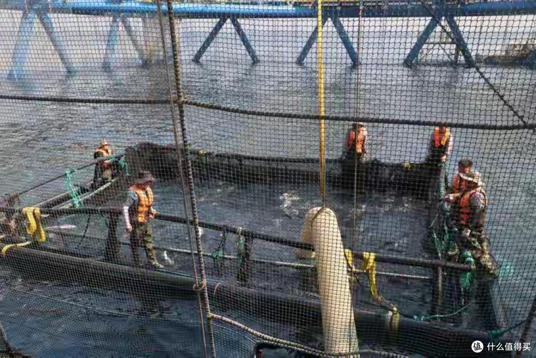 挪威三文鱼泛滥价格腰斩!200跌到70元,供应链革命打破日料暴利