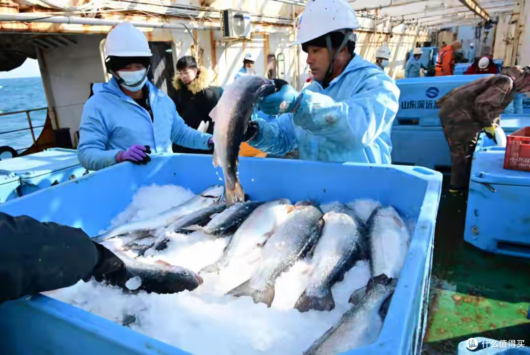 挪威三文鱼泛滥价格腰斩!200跌到70元,供应链革命打破日料暴利