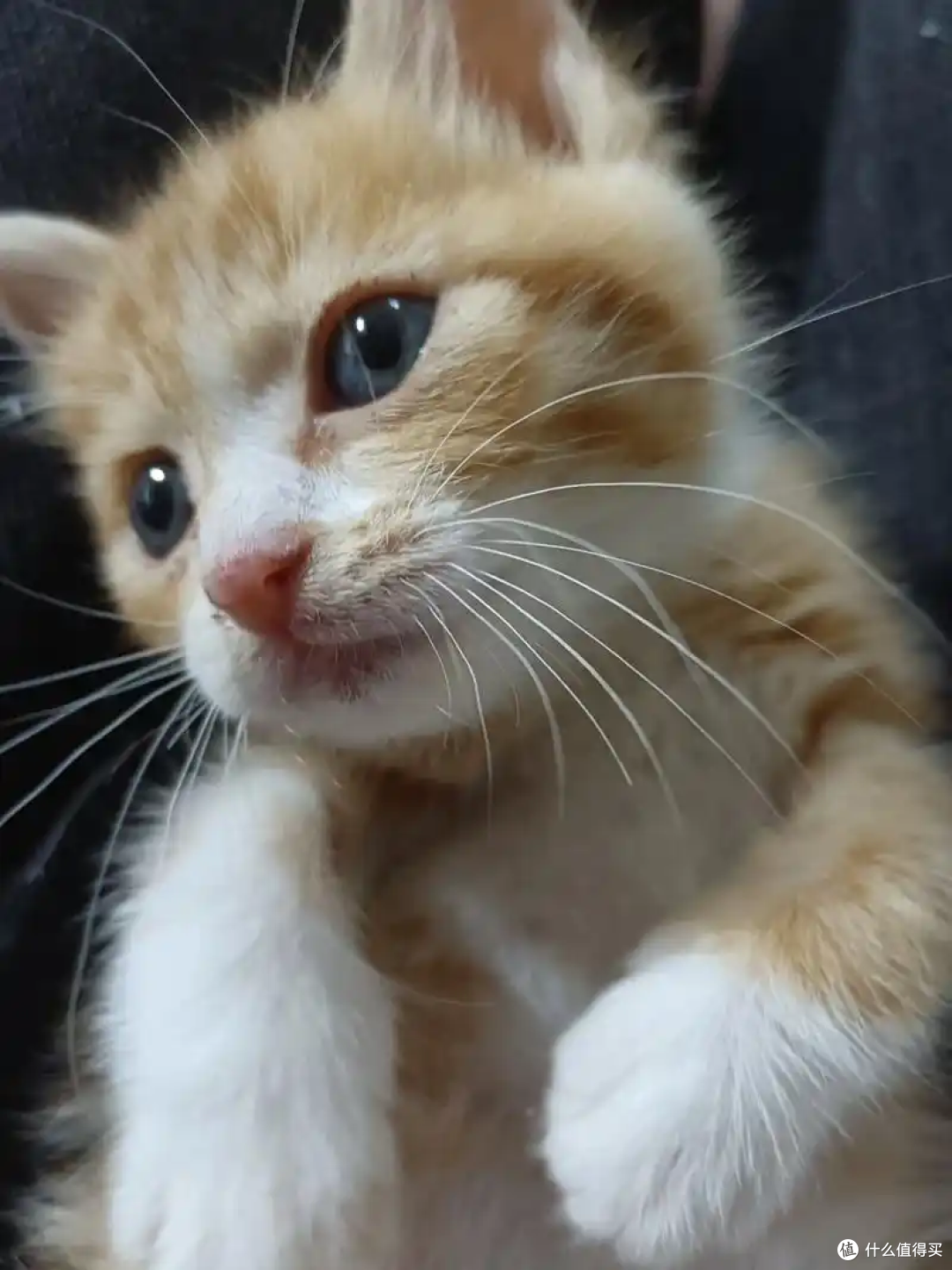 猫咪总“吐毛球”怎么办?有什么解决方法?