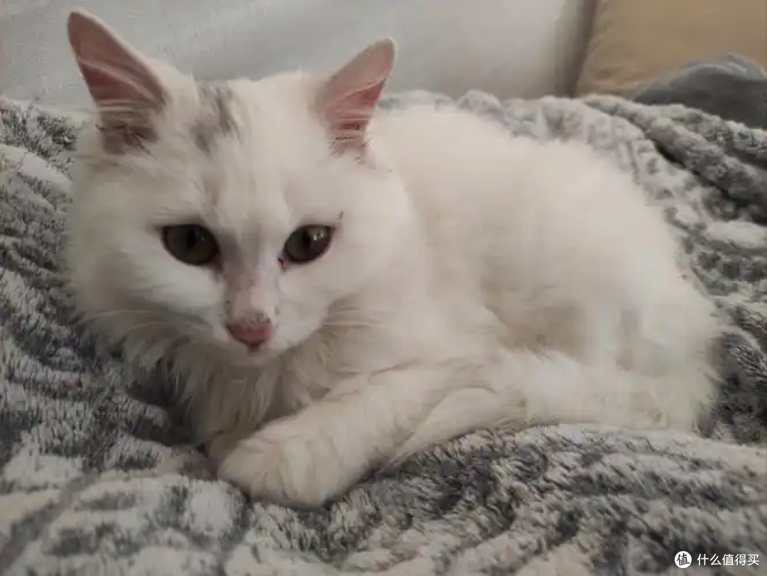 猫咪总“吐毛球”怎么办?有什么解决方法?
